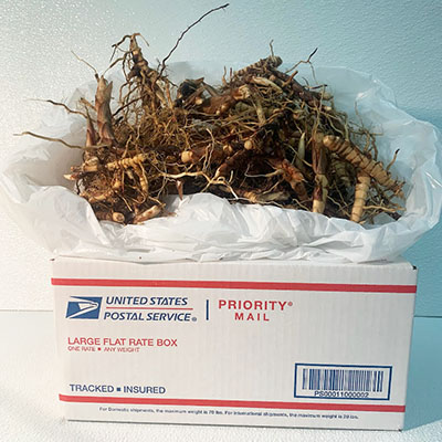 Flat Rate Box 100 Rhizomes
