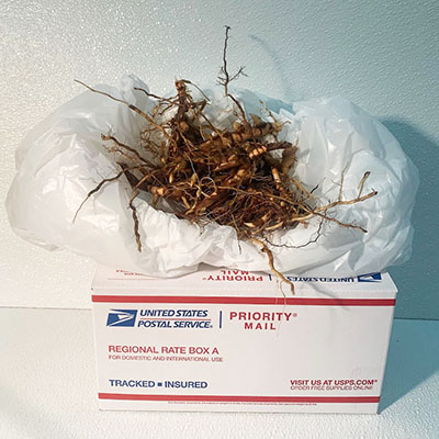 Flat Rate Box 10 Rhizomes