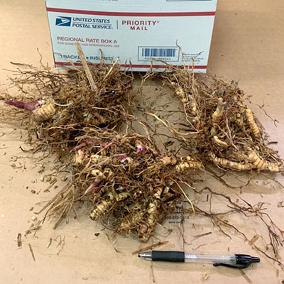 Flat Rate Box 3 Clusters