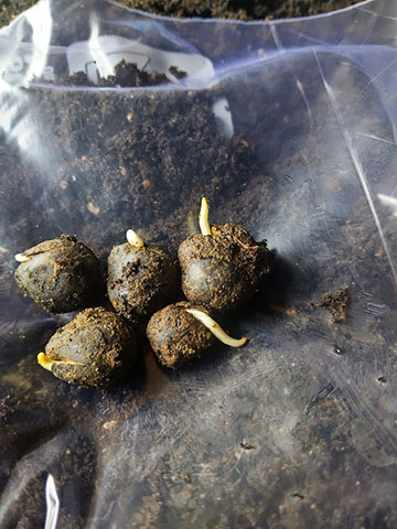 Potted Xanthoceras Sorbifolium Tree Seedling