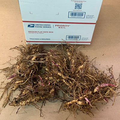 Flat Rate Box 5 Clusters