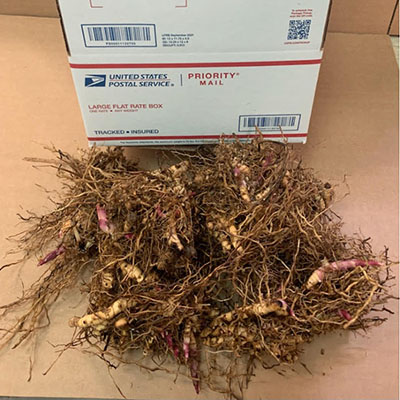 Flat Rate Box 8 Clusters