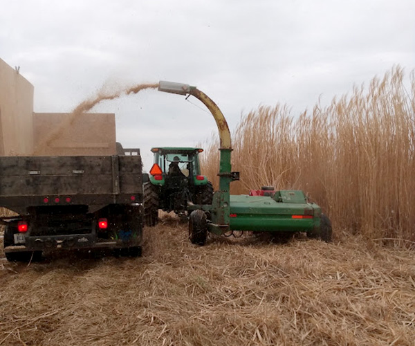 Chopping miscanthus biomass