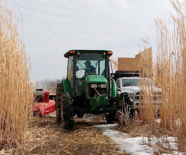Chopping miscanthus biomass