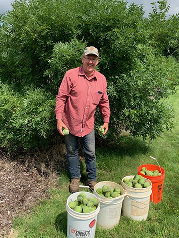 This 9 year old tree produced 20 gallons of capsules containing nuts.