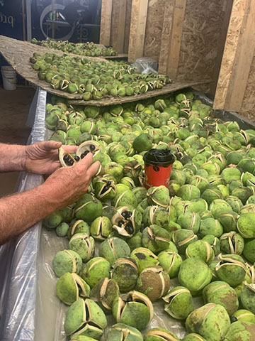 Capsules opening after harvest