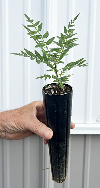 Potted Xanthoceras Sorbifolium Tree Seedling