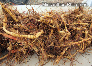 Miscanthus Rhizome Bunch