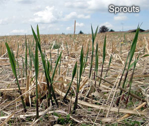 Miscanthus - Elephant Grass Sprouts